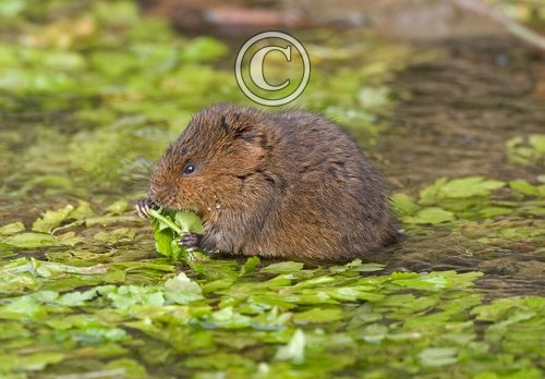 Water Vole DM0612